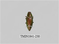 藏品(菲律賓產昆蟲)的圖片